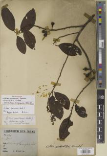 Type specimen at Edinburgh (E). Wray, Leonard Jr.: 1174. Barcode: E01014073.