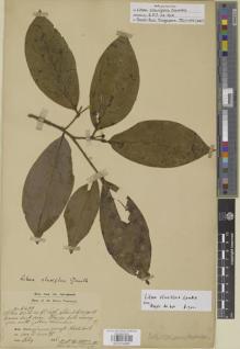 Type specimen at Edinburgh (E). Kunstler, Herman: 8492. Barcode: E01014083.