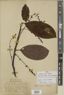 Type specimen at Edinburgh (E). Kunstler, Herman: 6161. Barcode: E01014084.