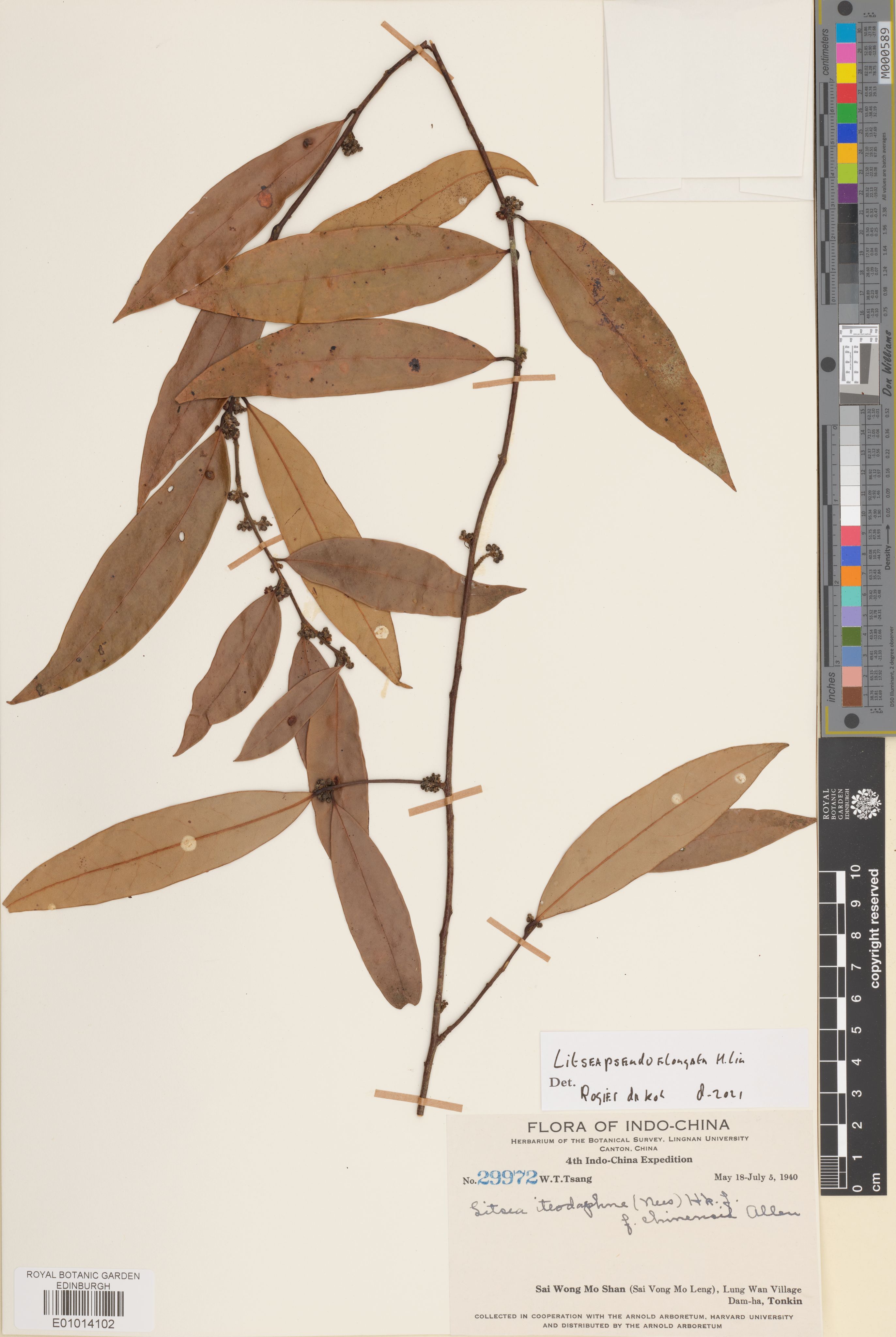 Litsea pseudoelongata — ảnh 2