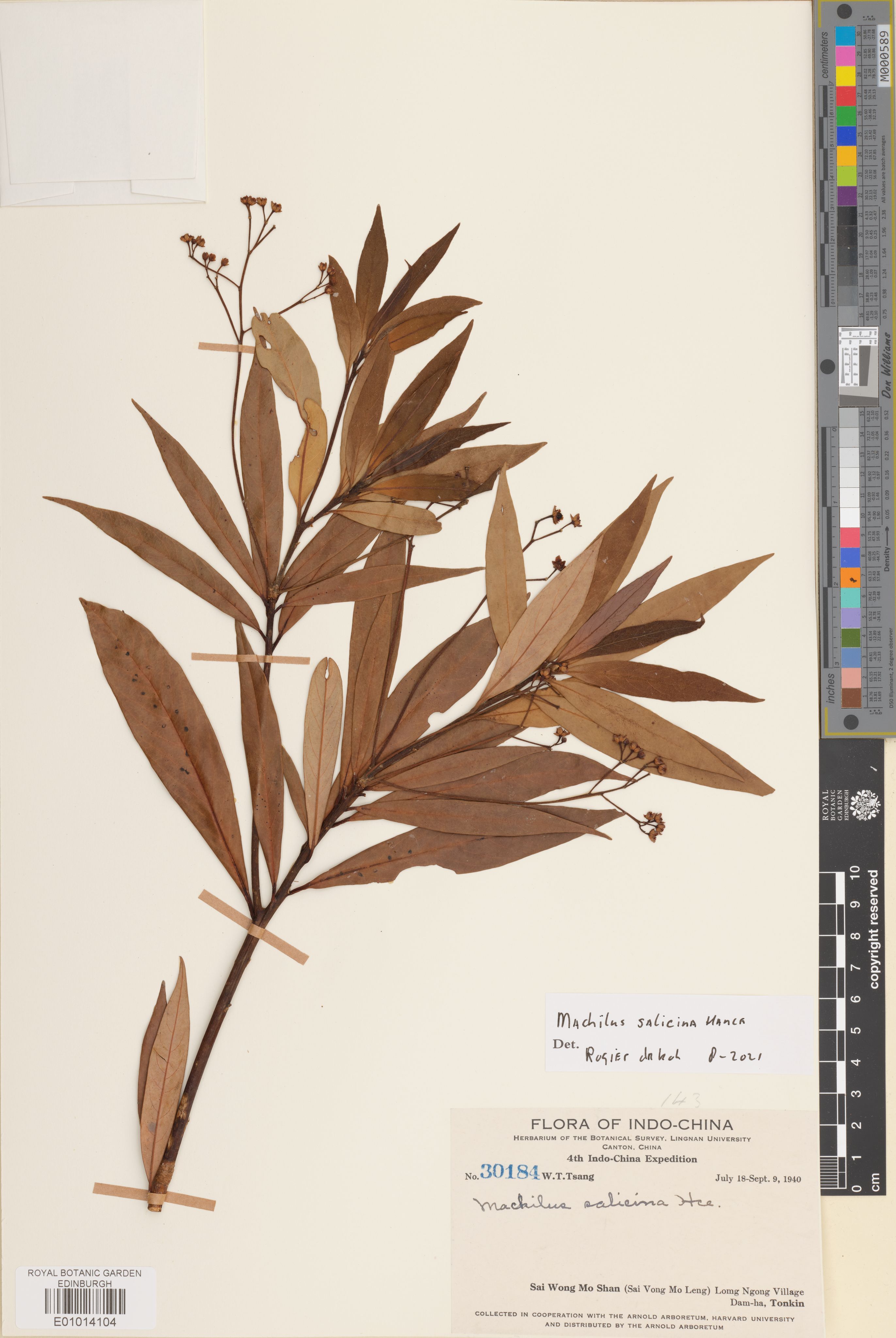 Machilus salicina — ảnh 3