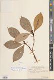 Machilus yunnanensis — ảnh 3