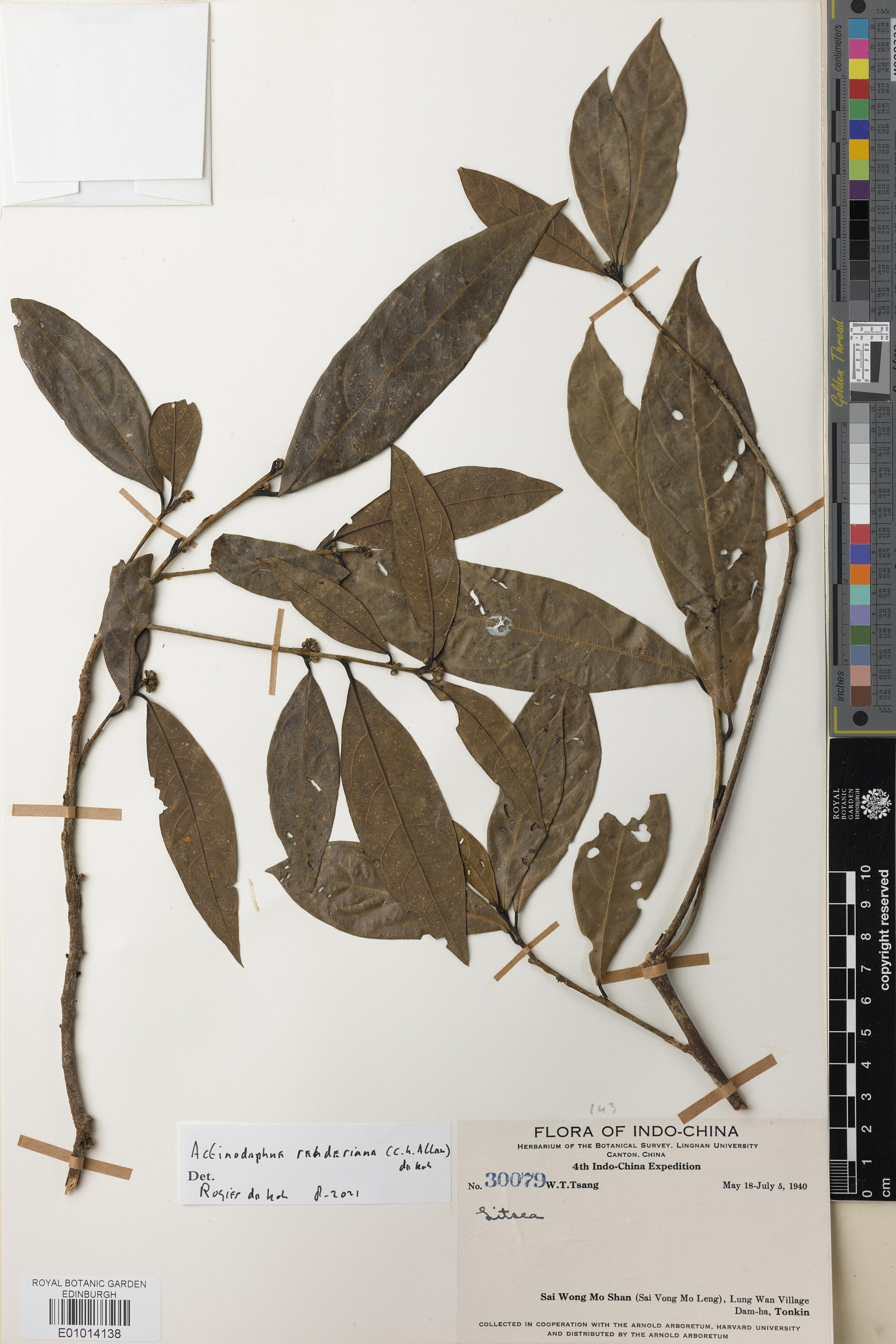 Actinodaphne rehderiana — ảnh 3