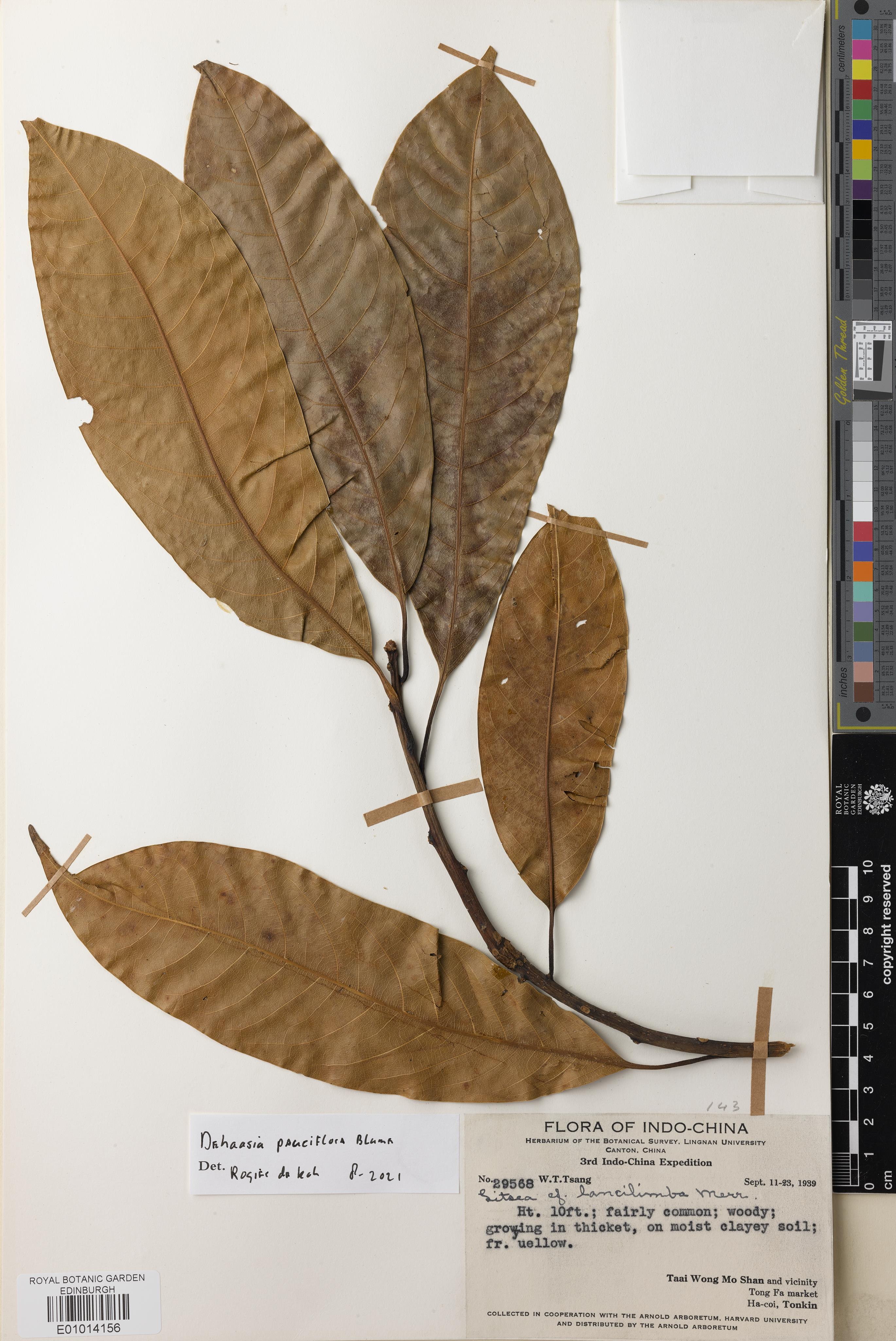 Dehaasia pauciflora — ảnh 2