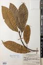 Dehaasia pauciflora — ảnh 3