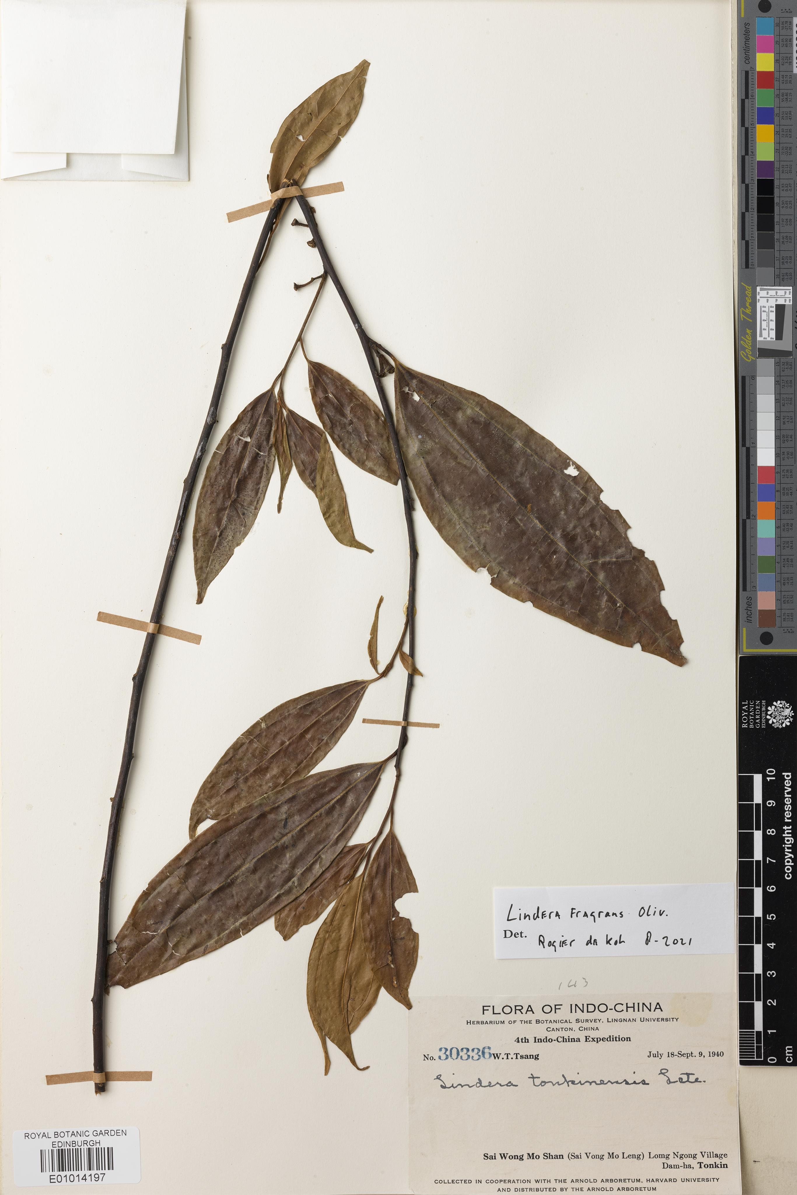 Lindera fragrans — ảnh 2