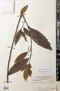 Lindera fragrans — ảnh 3