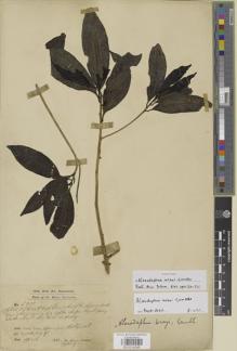 Type specimen at Edinburgh (E). Dr G. King's Collector: 5917. Barcode: E01014296.