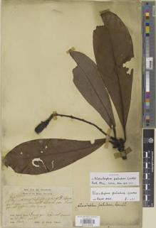 Type specimen at Edinburgh (E). Dr G. King's Collector: 5378. Barcode: E01014298.