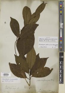 Type specimen at Edinburgh (E). Wallich, Nathaniel: 2596B. Barcode: E01014301.