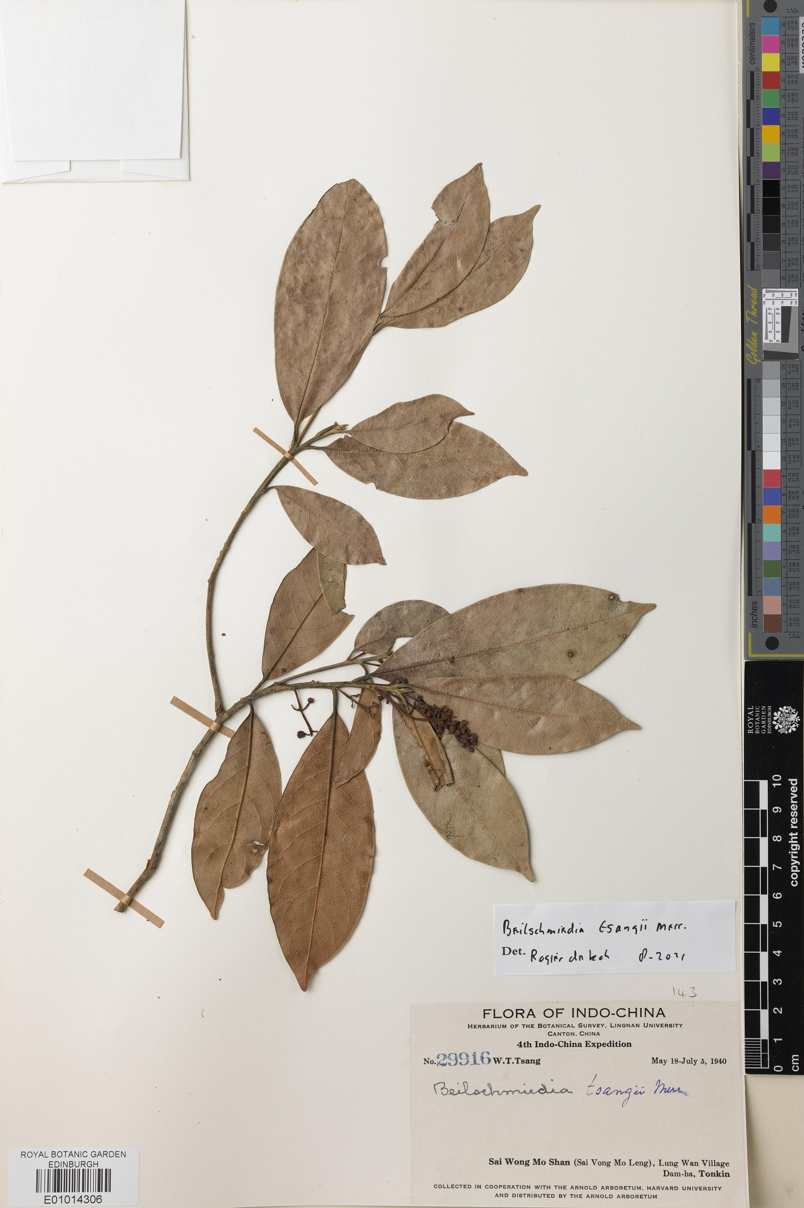 Beilschmiedia tsangii — ảnh 3