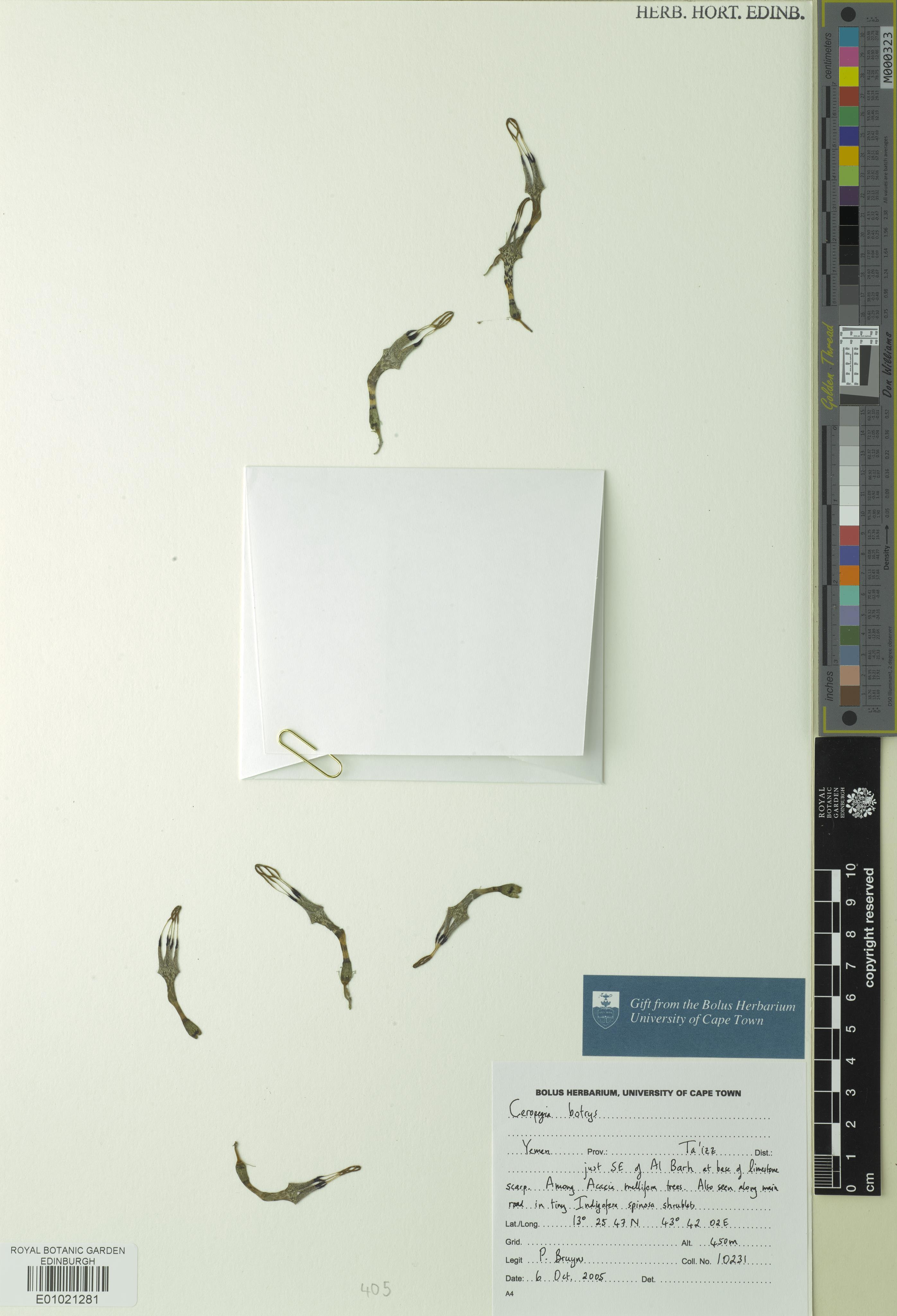 Ceropegia subaphylla