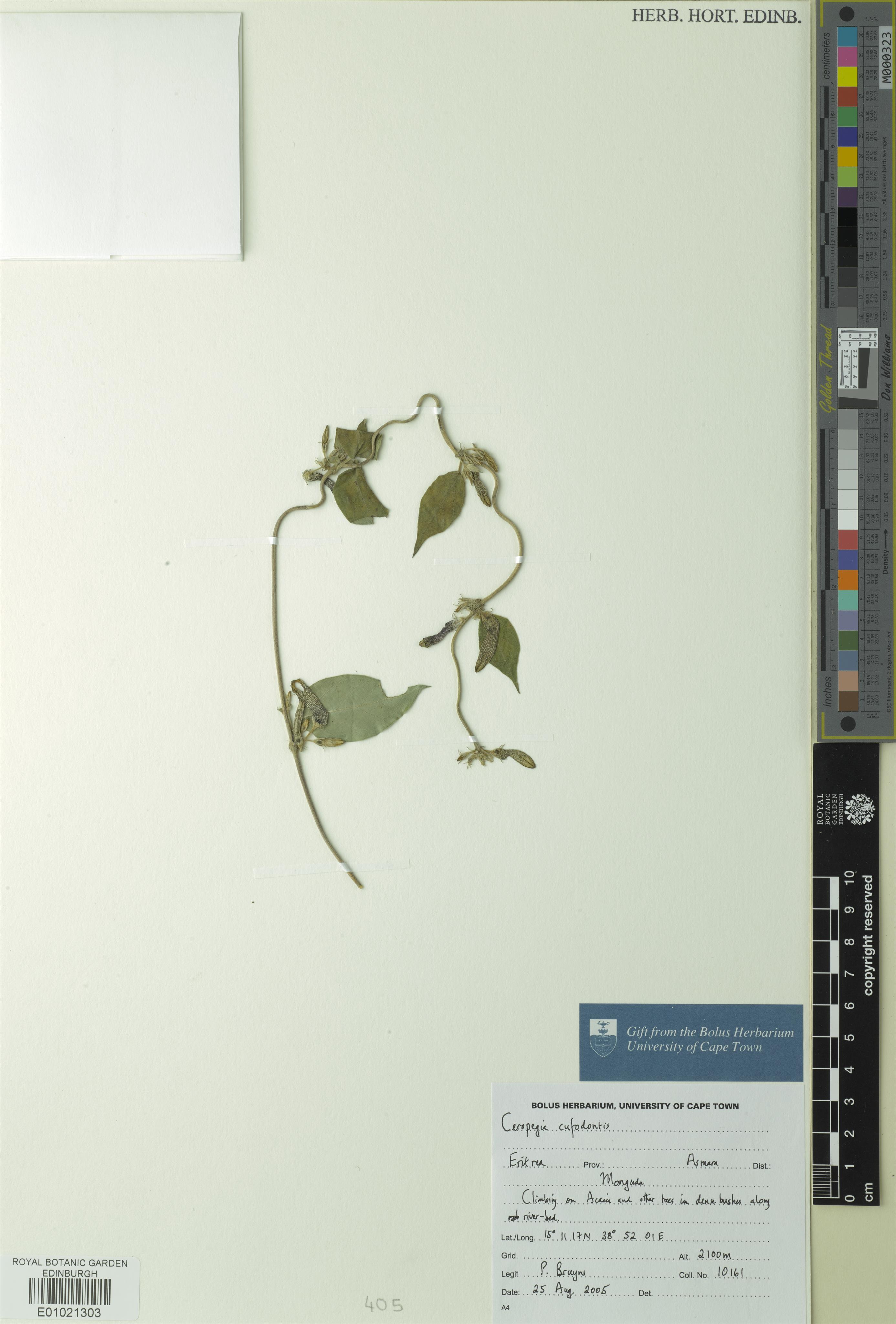 Ceropegia cufodontii