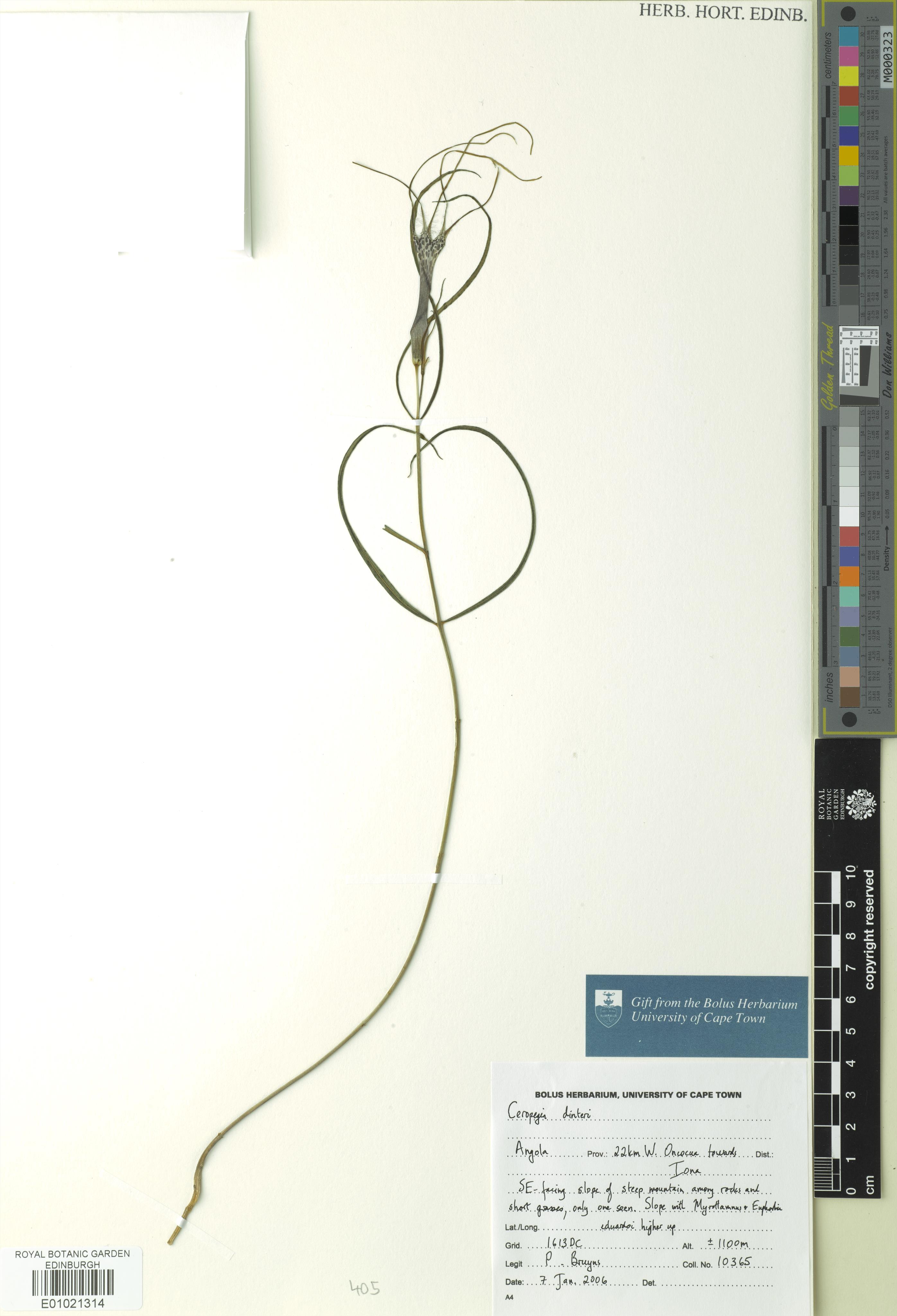 Ceropegia dinteri