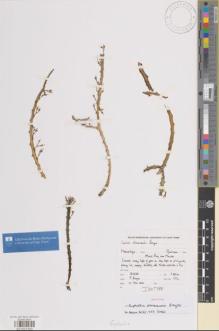 Type specimen at Edinburgh (E). Bruyns, Peter: 8534. Barcode: E01021330.