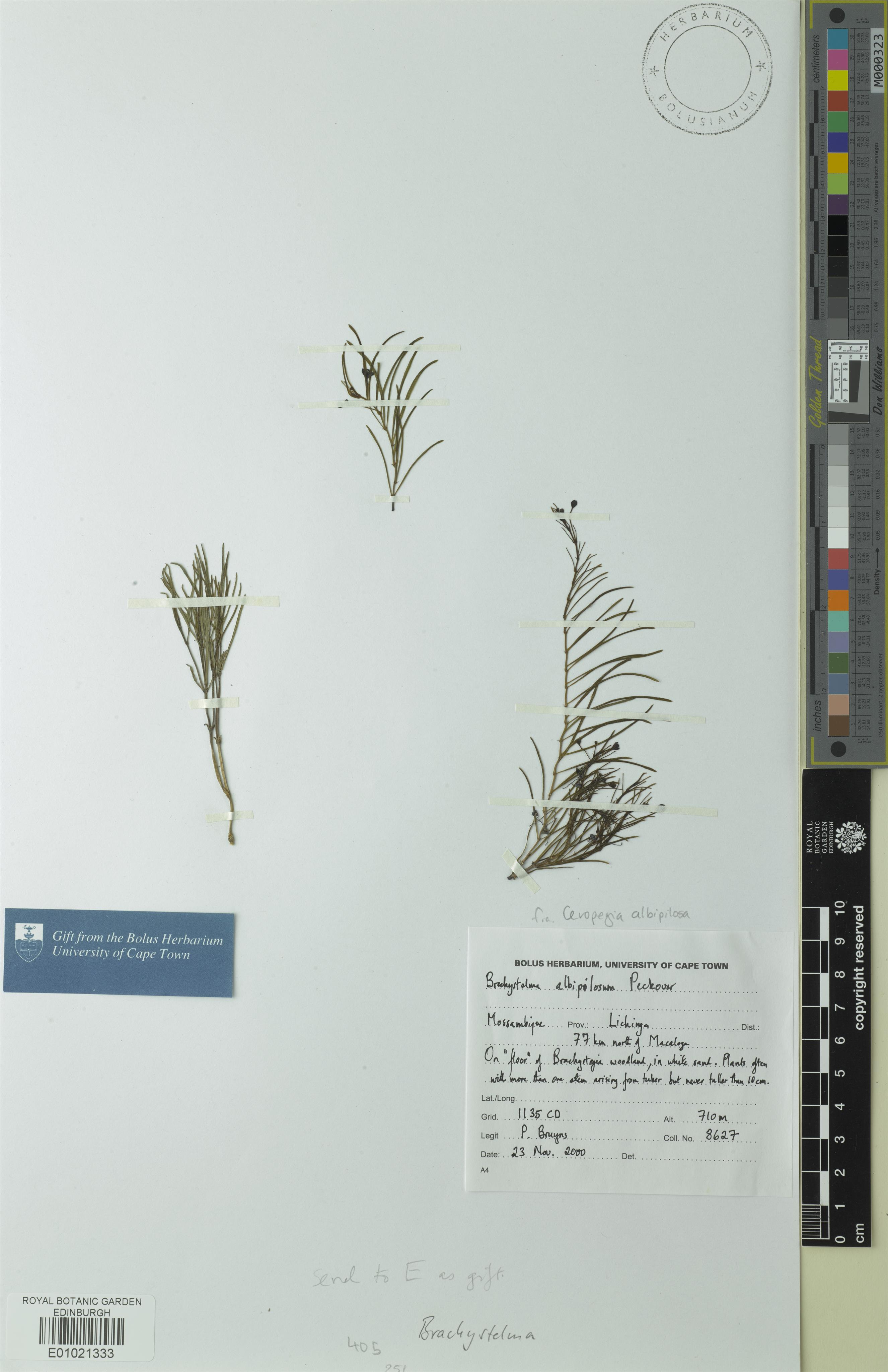 Ceropegia albipilosa
