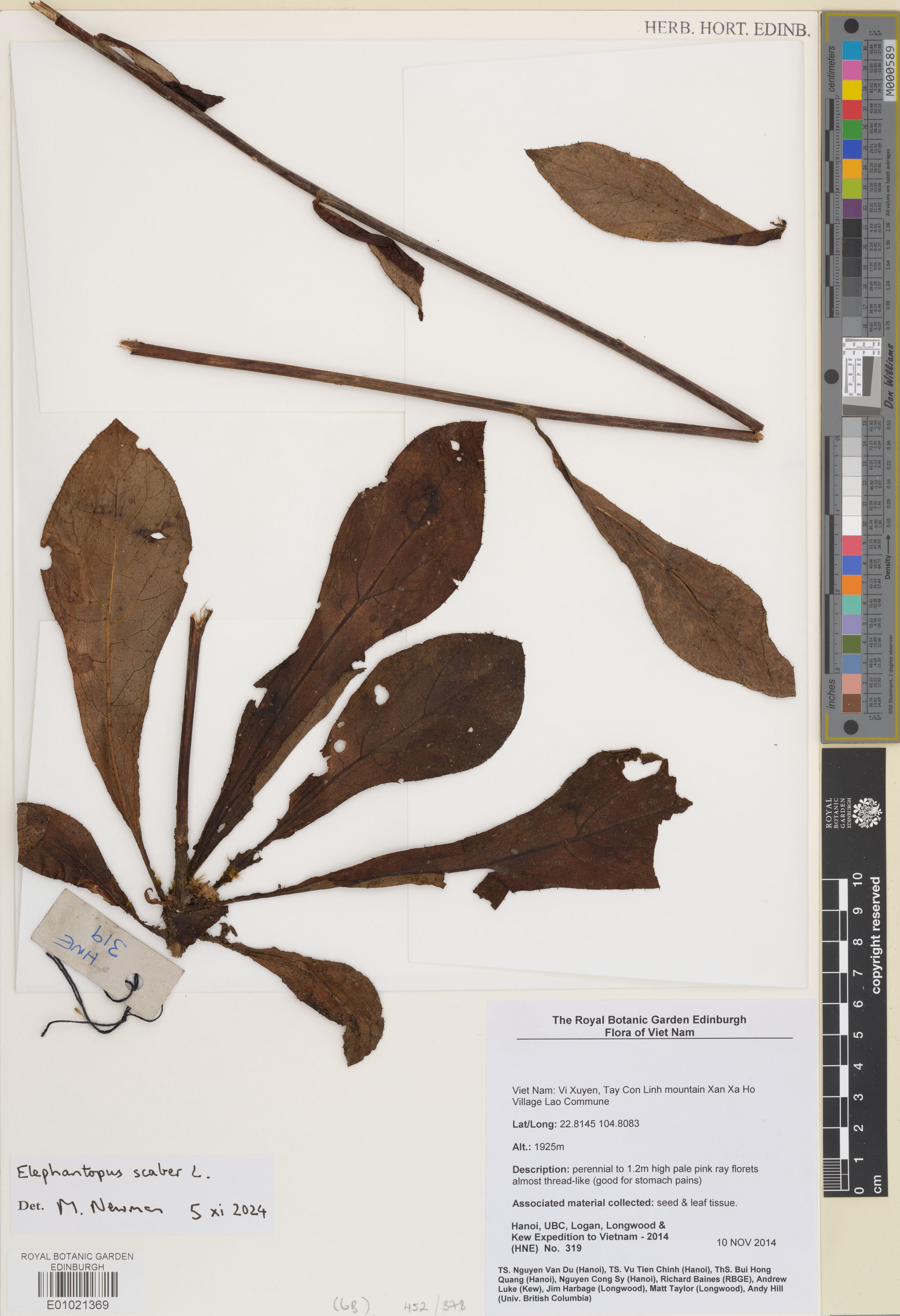 Elephantopus scaber — ảnh 3