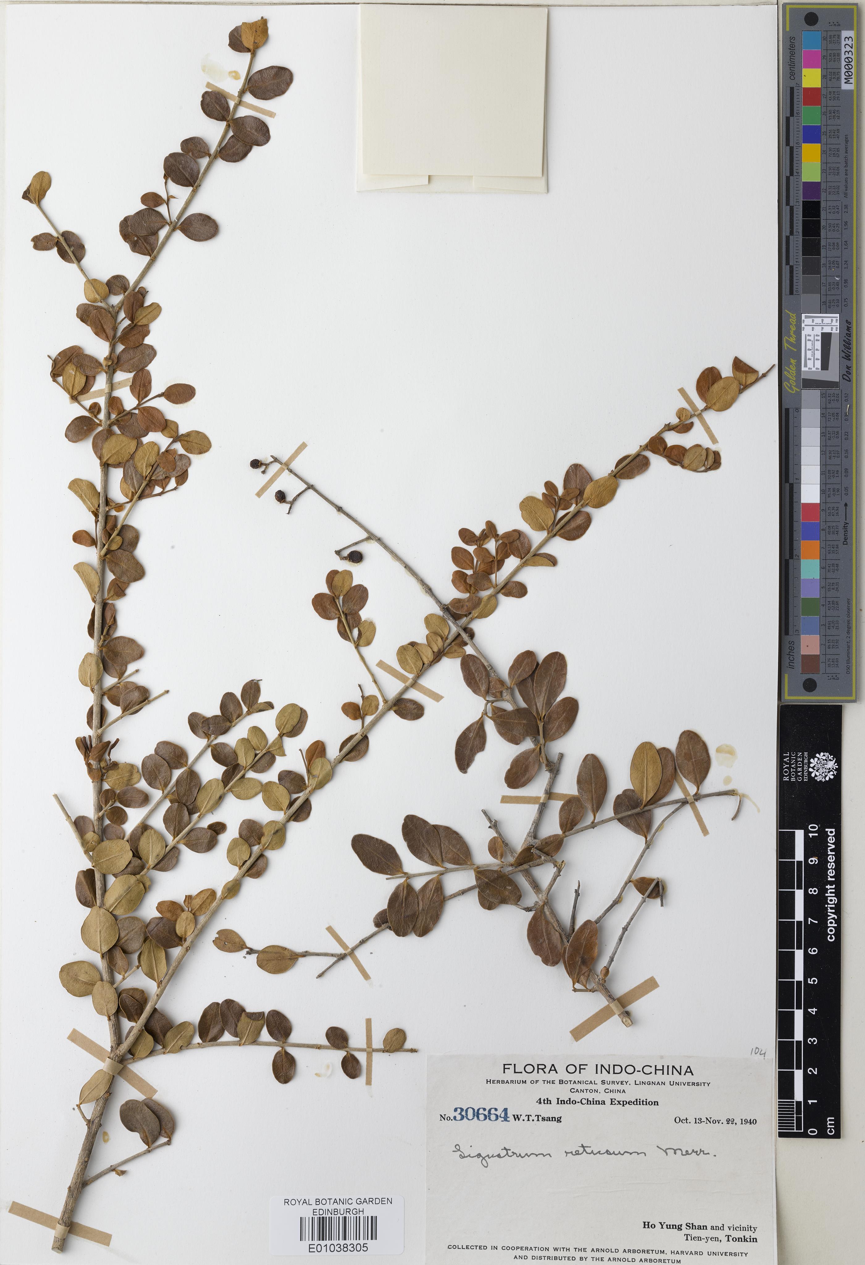 Ligustrum retusum — ảnh 3