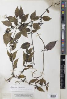 Type specimen at Edinburgh (E). Smith, Herbert: 1665. Barcode: E01038338.