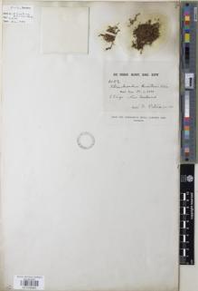 Type specimen at Edinburgh (E). Petrie, Donald: 1082. Barcode: E01038463.