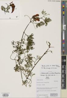 Type specimen at Edinburgh (E). Sampaio, A.; Sampaio, M.: 749. Barcode: E01045106.