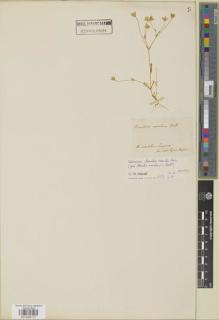 Type specimen at Edinburgh (E). Boissier, Pierre: . Barcode: E01045117.