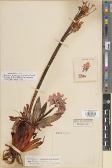 Type specimen at Edinburgh (E). Kingdon-Ward, Francis: 5132. Barcode: E01045130.