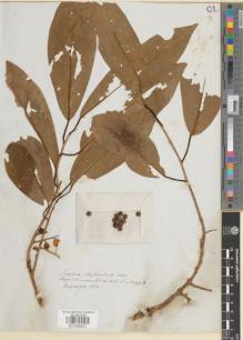 Type specimen at Edinburgh (E). Wight, Robert: 2299B. Barcode: E01045231.
