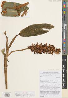 Type specimen at Edinburgh (E). Poulsen, Axel; Jimbo, Tiberius; Banda, William; Mundua, Thomas: . Barcode: E01045365.