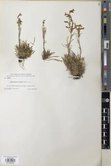 Type specimen at Edinburgh (E). Rydberg, Pehr; Bessey, Ernst: 4920. Barcode: E01046025.
