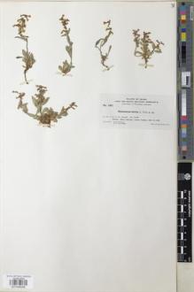 Type specimen at Edinburgh (E). Nelson, Aven; Nelson, Elias; Macbride, James: 1457. Barcode: E01046056.