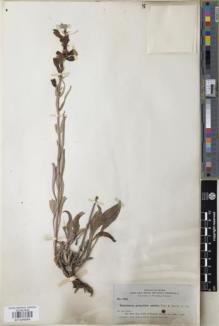 Type specimen at Edinburgh (E). Nelson, Aven; Nelson, Elias; Macbride, James: 1884. Barcode: E01046664.