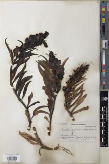 Type specimen at Edinburgh (E). Nelson, Elias: 3185. Barcode: E01046748.