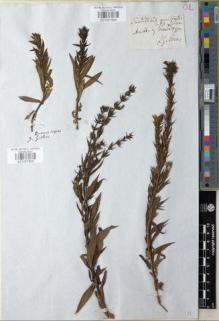 Type specimen at Edinburgh (E). Gillies, John: S.N.. Barcode: E01057824.