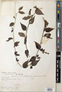 Type specimen at Edinburgh (E). Forrest, George: 9898. Barcode: E01061845.