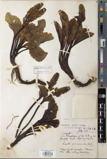 Type specimen at Edinburgh (E). Forrest, George: 10373. Barcode: E01072765.
