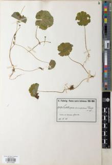 Type specimen at Edinburgh (E). Fiebrig, Karl: 2249. Barcode: E01072869.