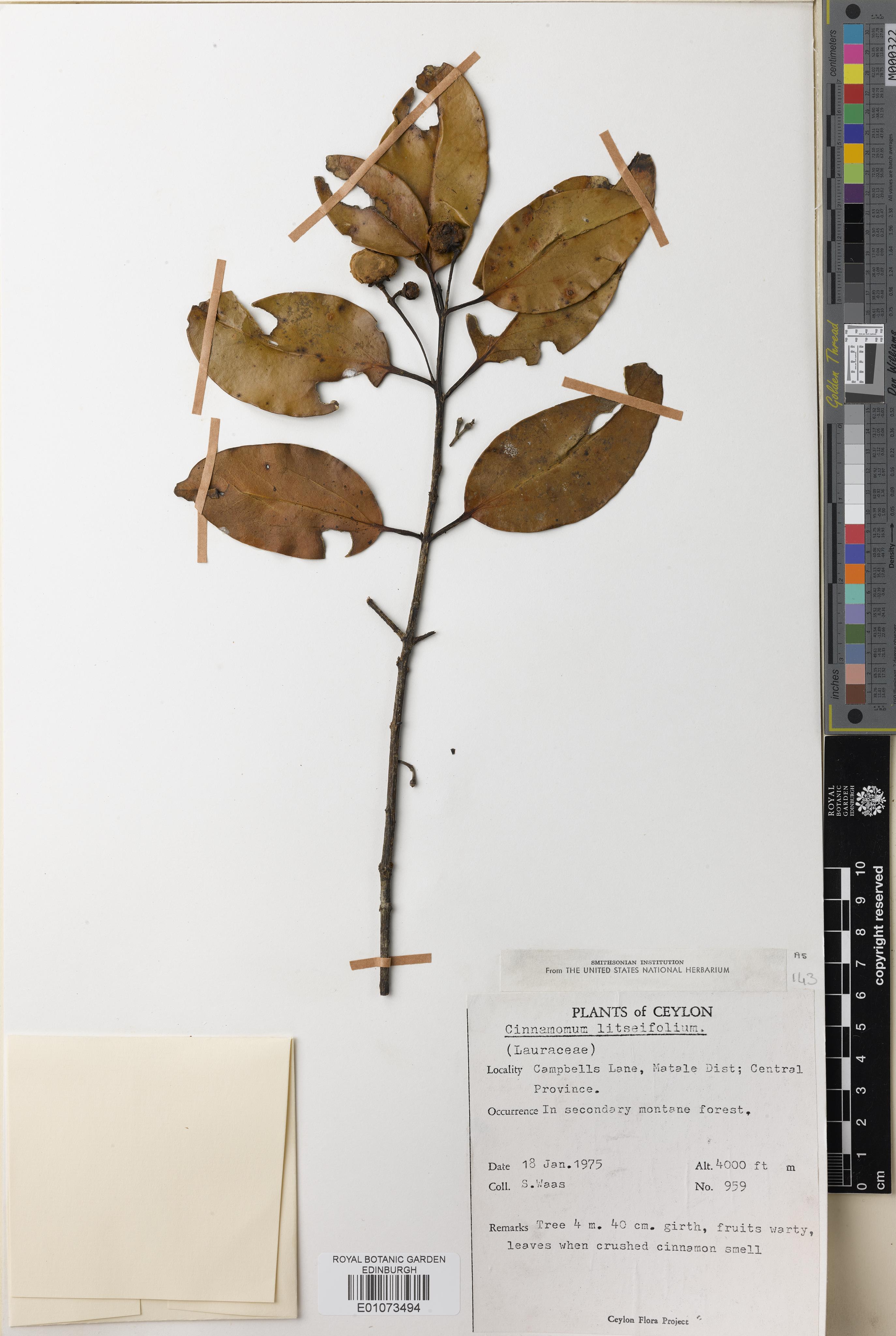 Cinnamomum litseifolium (Cinnamomum litseifolium)