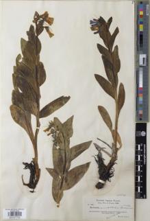 Type specimen at Edinburgh (E). Cusick, William: 1886. Barcode: E01077702.