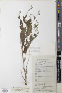 Type specimen at Edinburgh (E). Fang, W.: 1111. Barcode: E01077939.