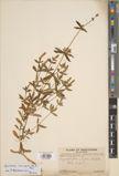 Pogostemon crassicaulis — ảnh 3