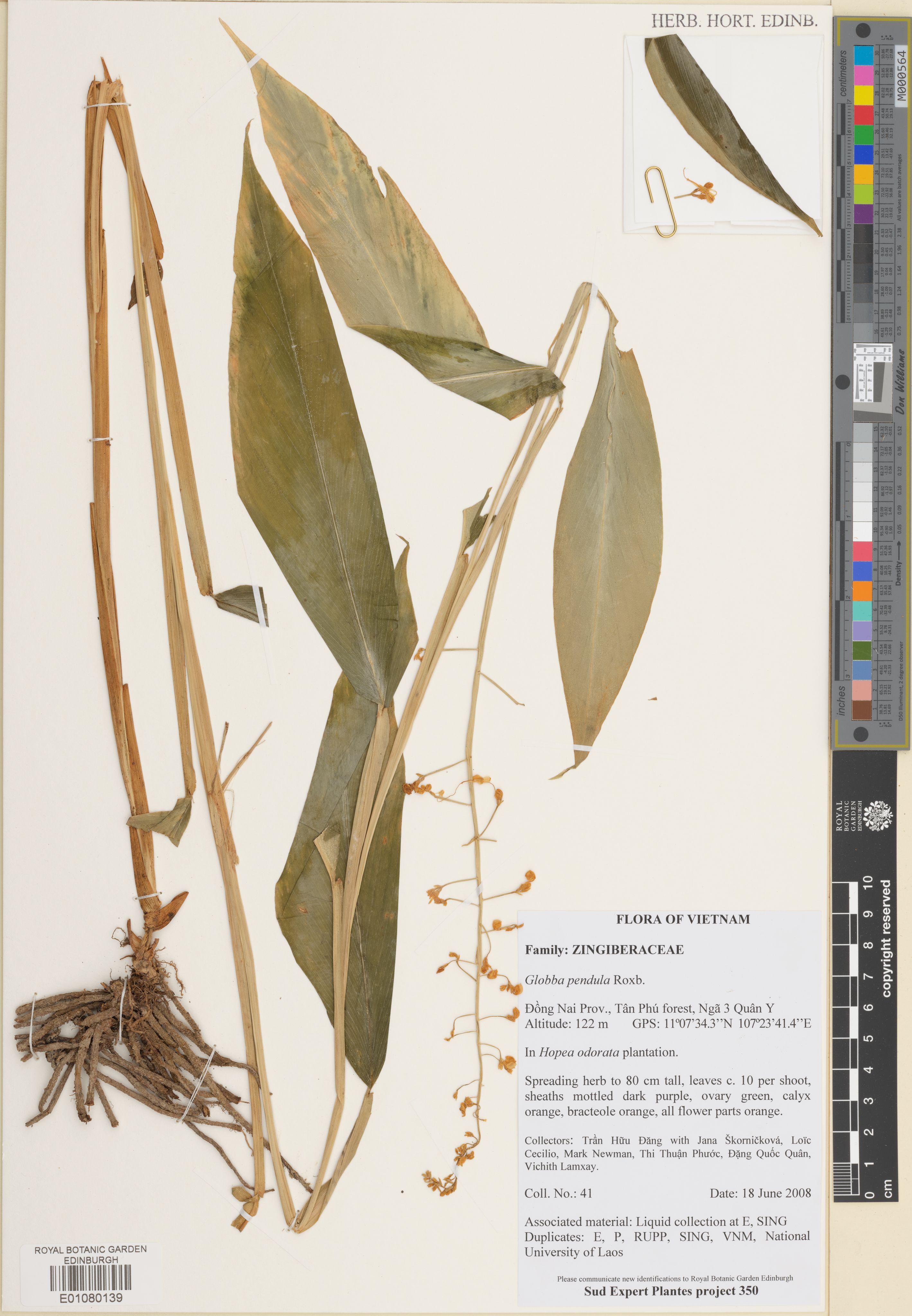 Globba pendula — ảnh 2