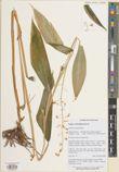 Globba pendula — ảnh 3