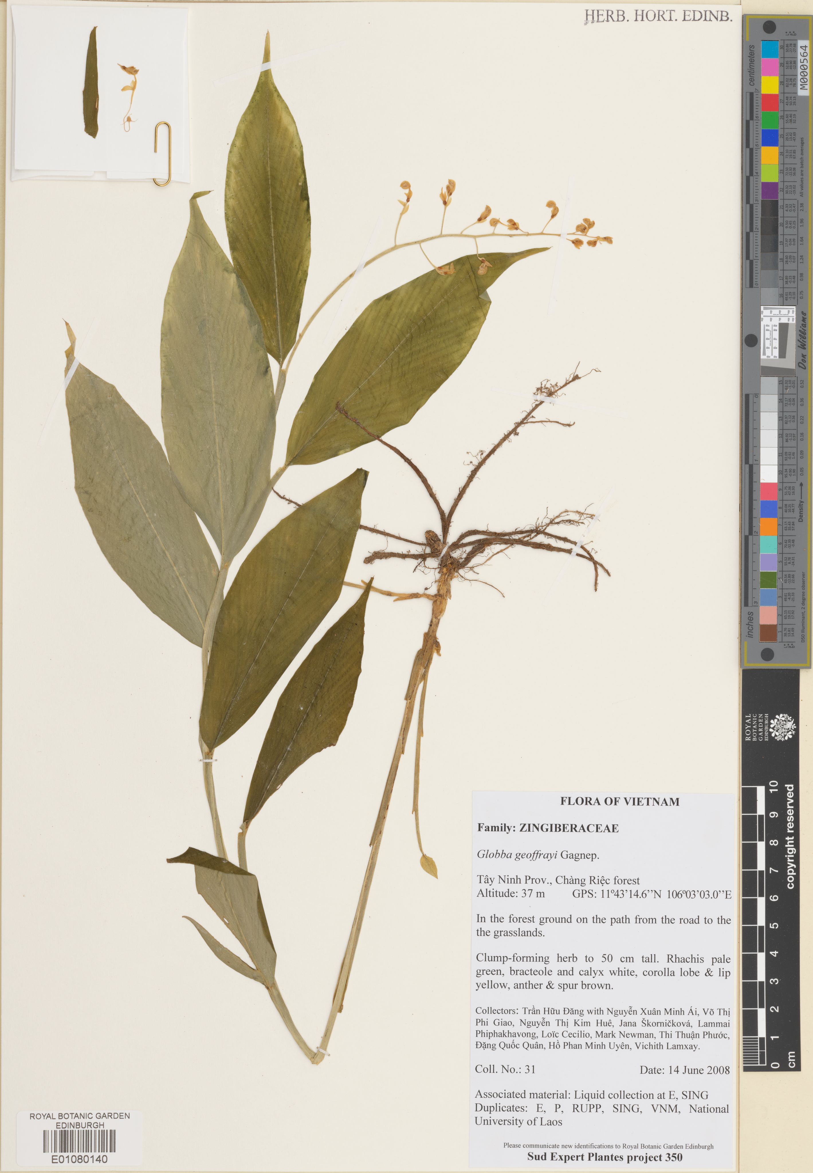 Globba geoffrayi — ảnh 2