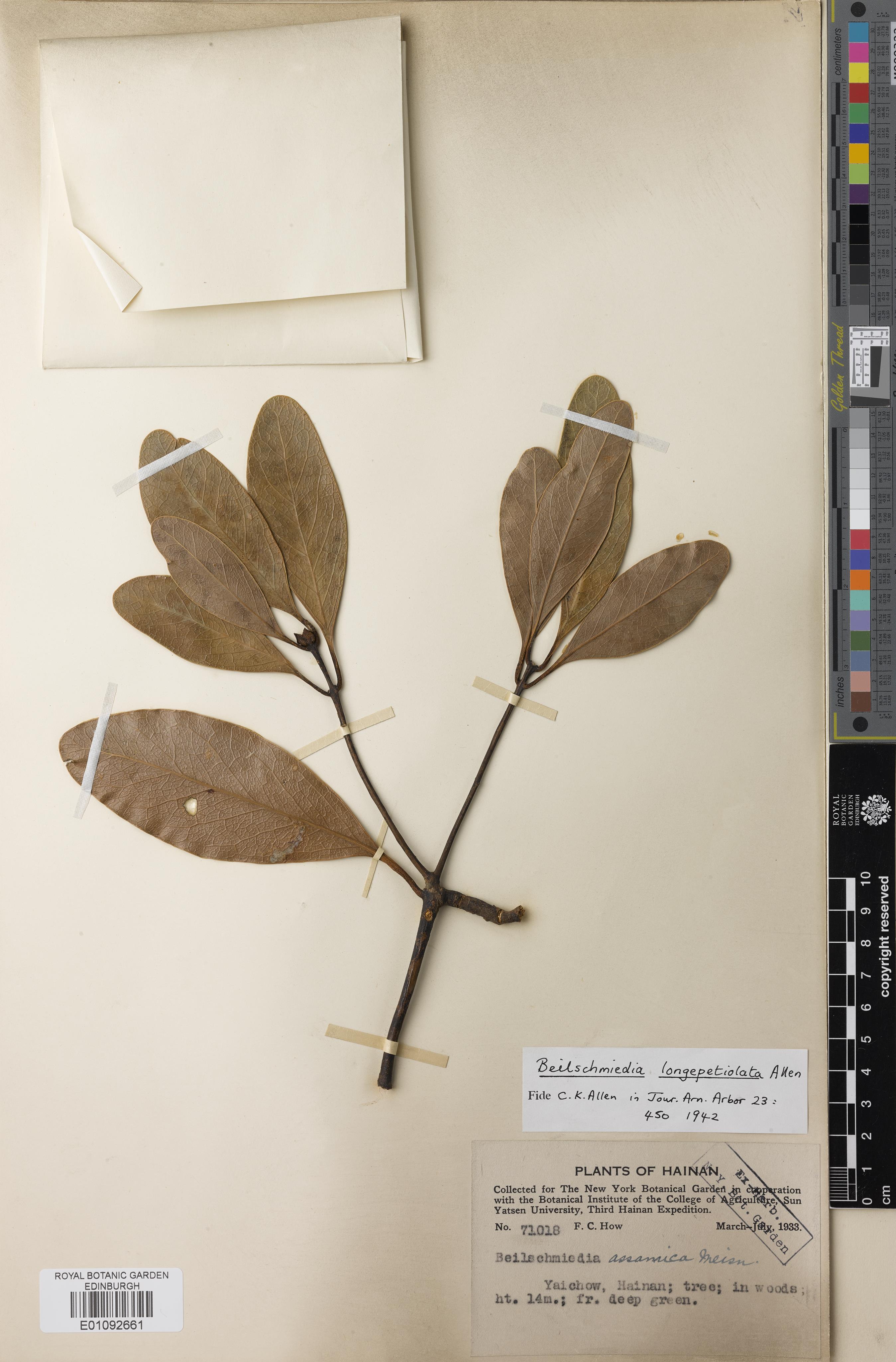 Beilschmiedia longepetiolata (Beilschmiedia longepetiolata)
