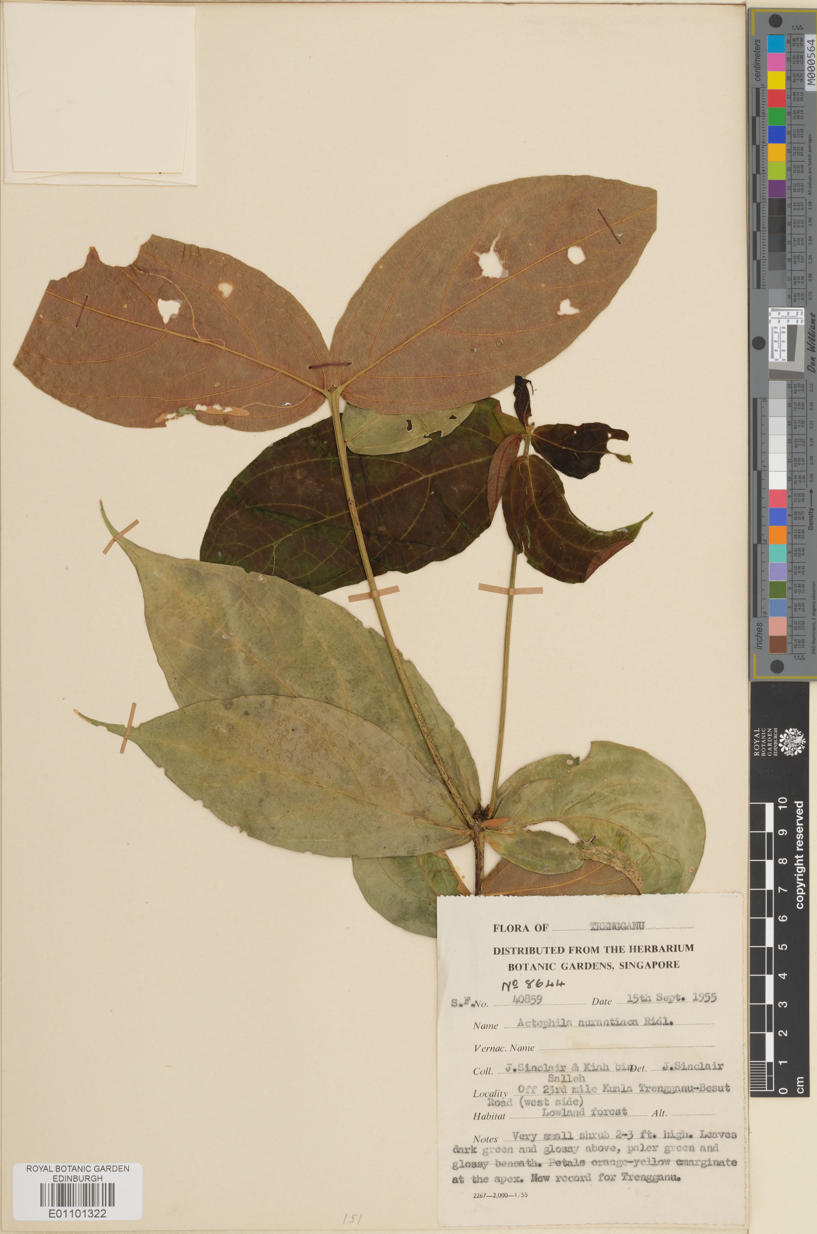 Actephila aurantiaca