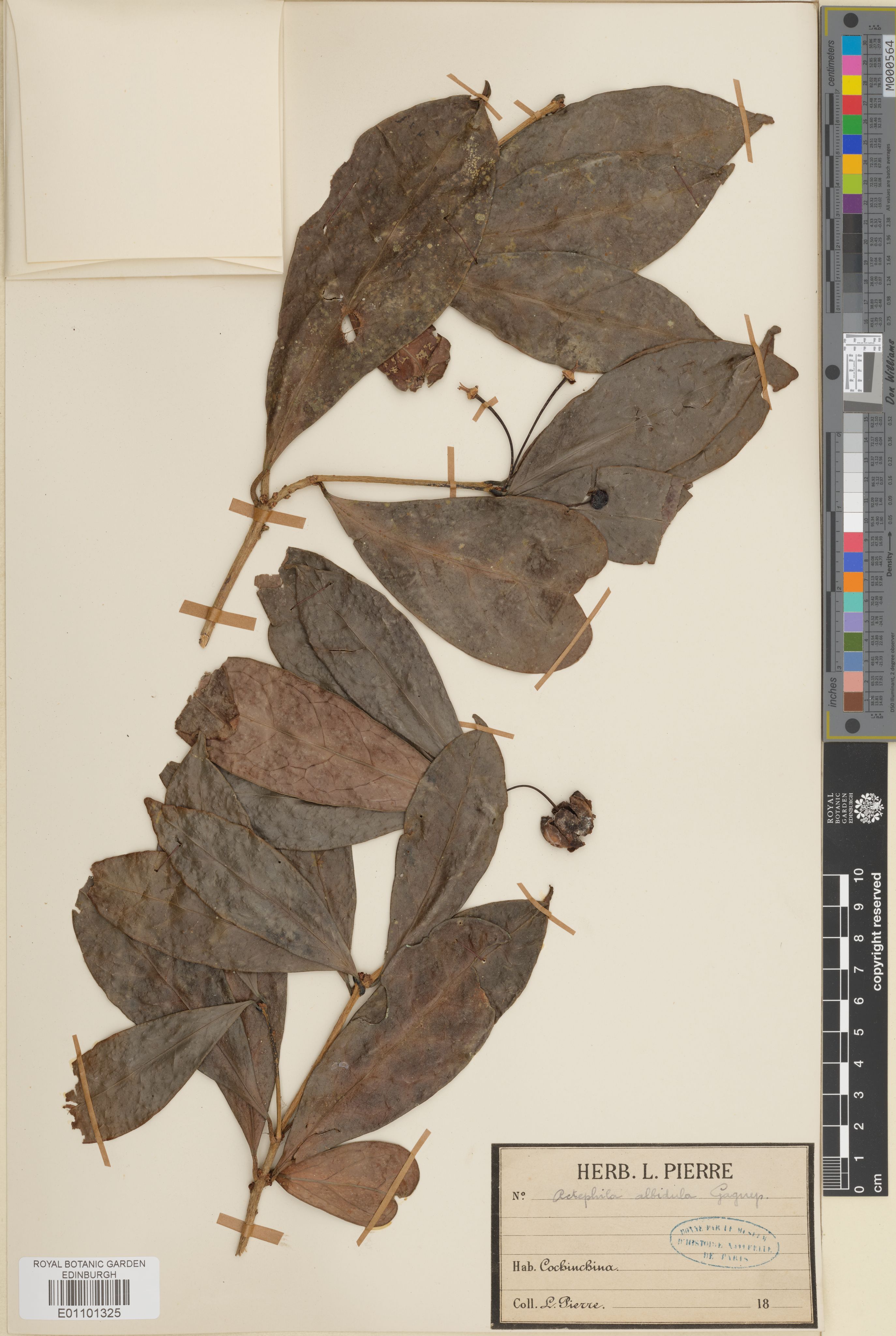 Actephila albidula photograph 5