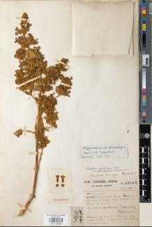 Type specimen at Edinburgh (E). Forrest, George: 20143. Barcode: E01112465.
