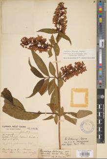 Type specimen at Edinburgh (E). Forrest, George: 15664. Barcode: E01112545.