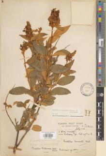 Type specimen at Edinburgh (E). Forrest, George: 10591. Barcode: E01112560.